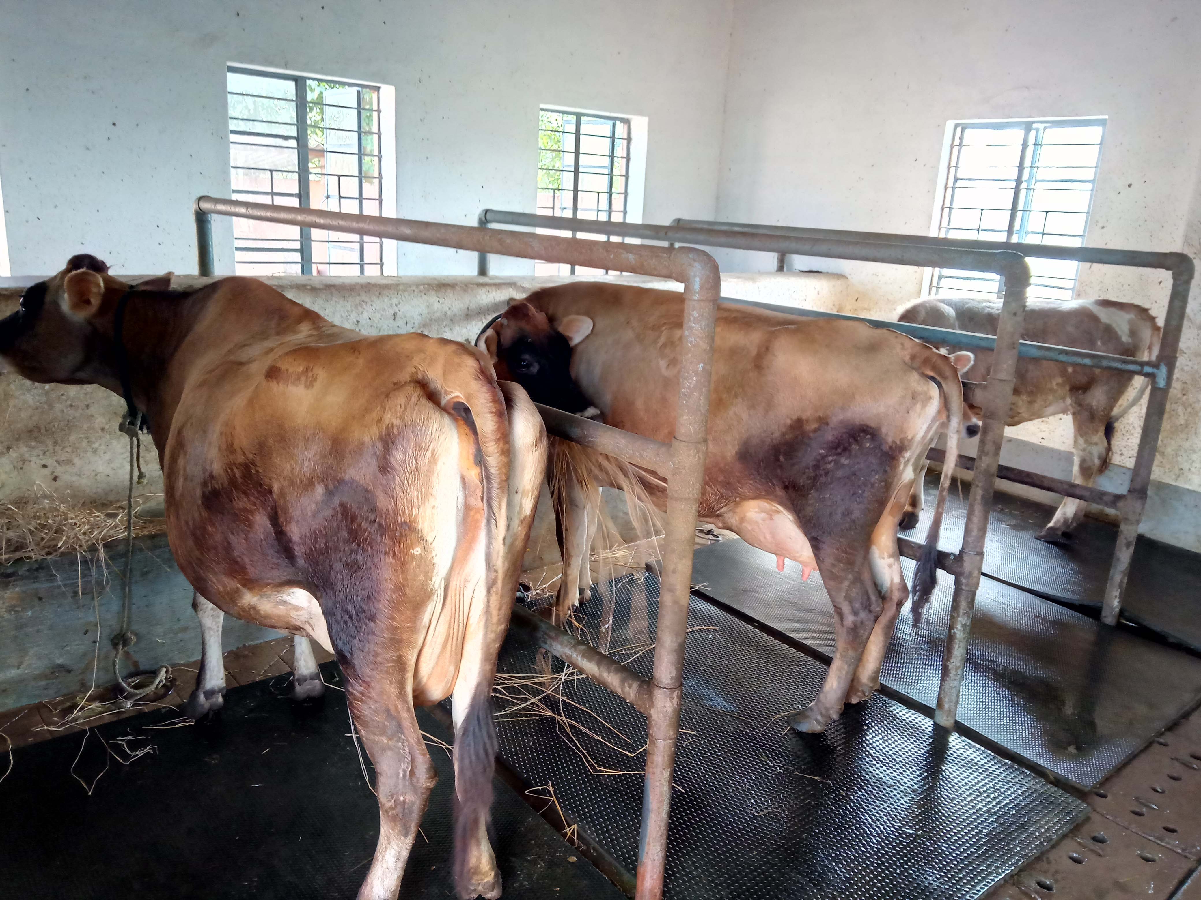 dairy