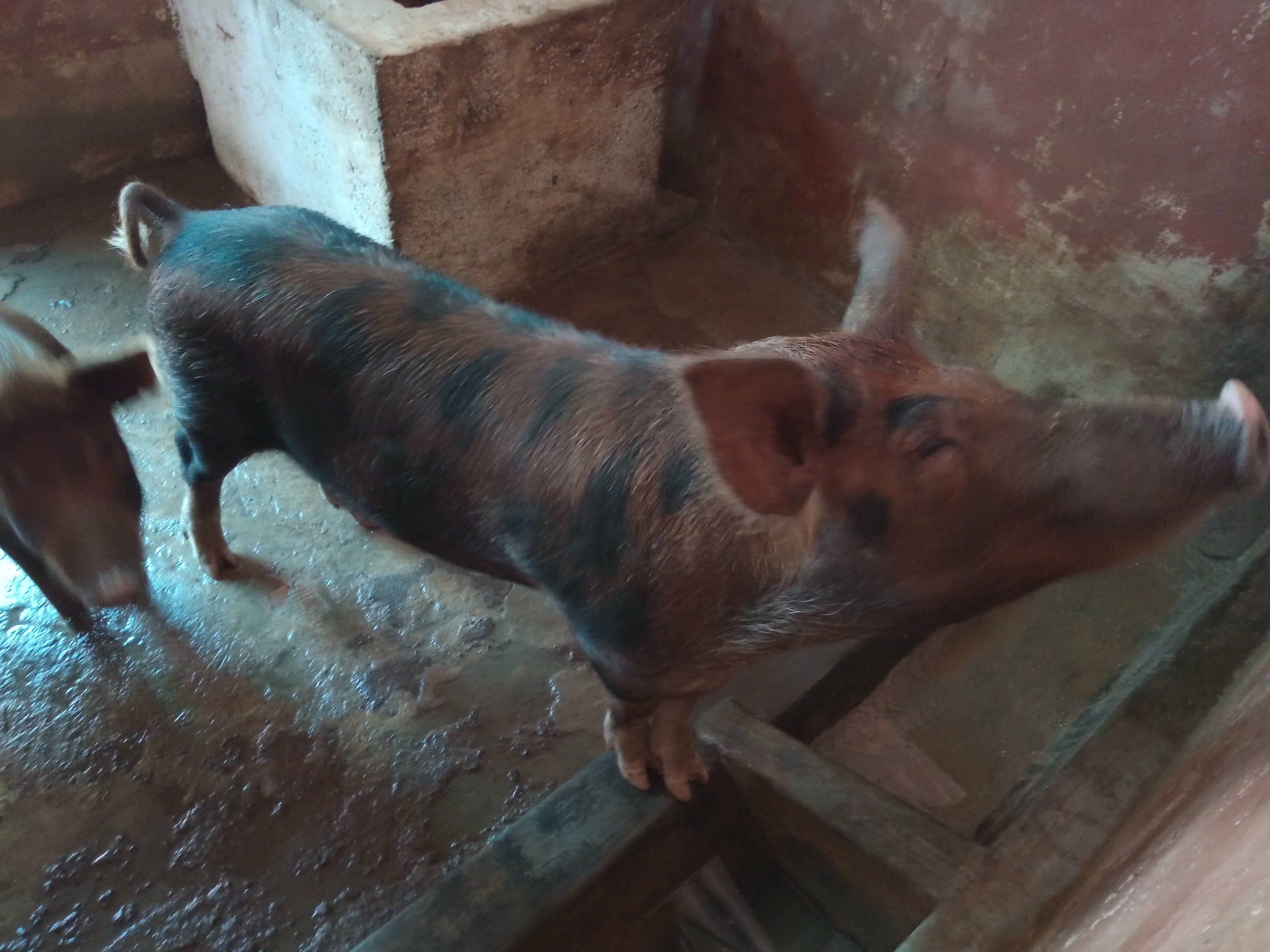 piggery