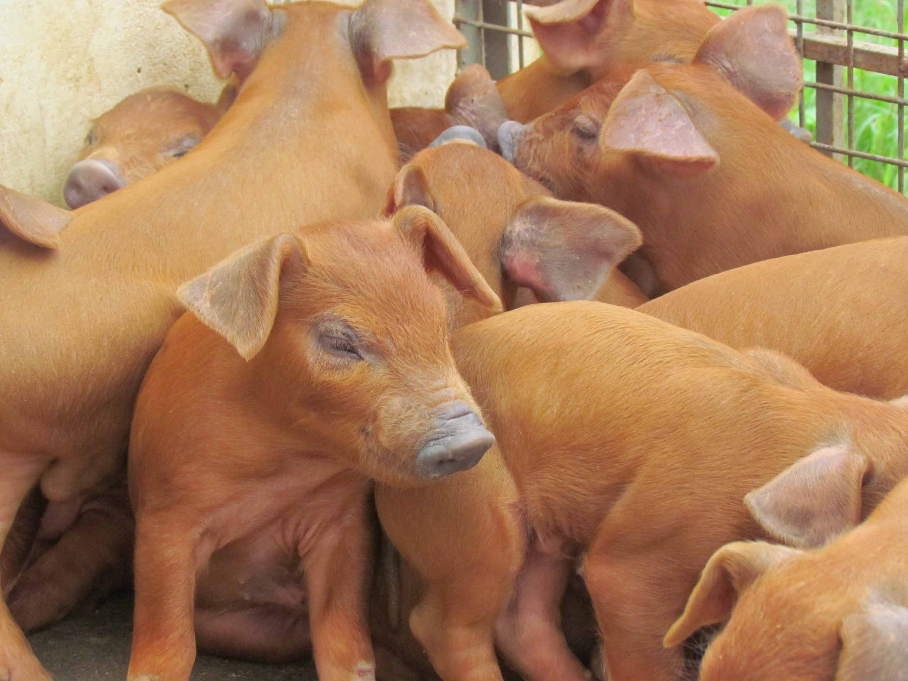 piggery