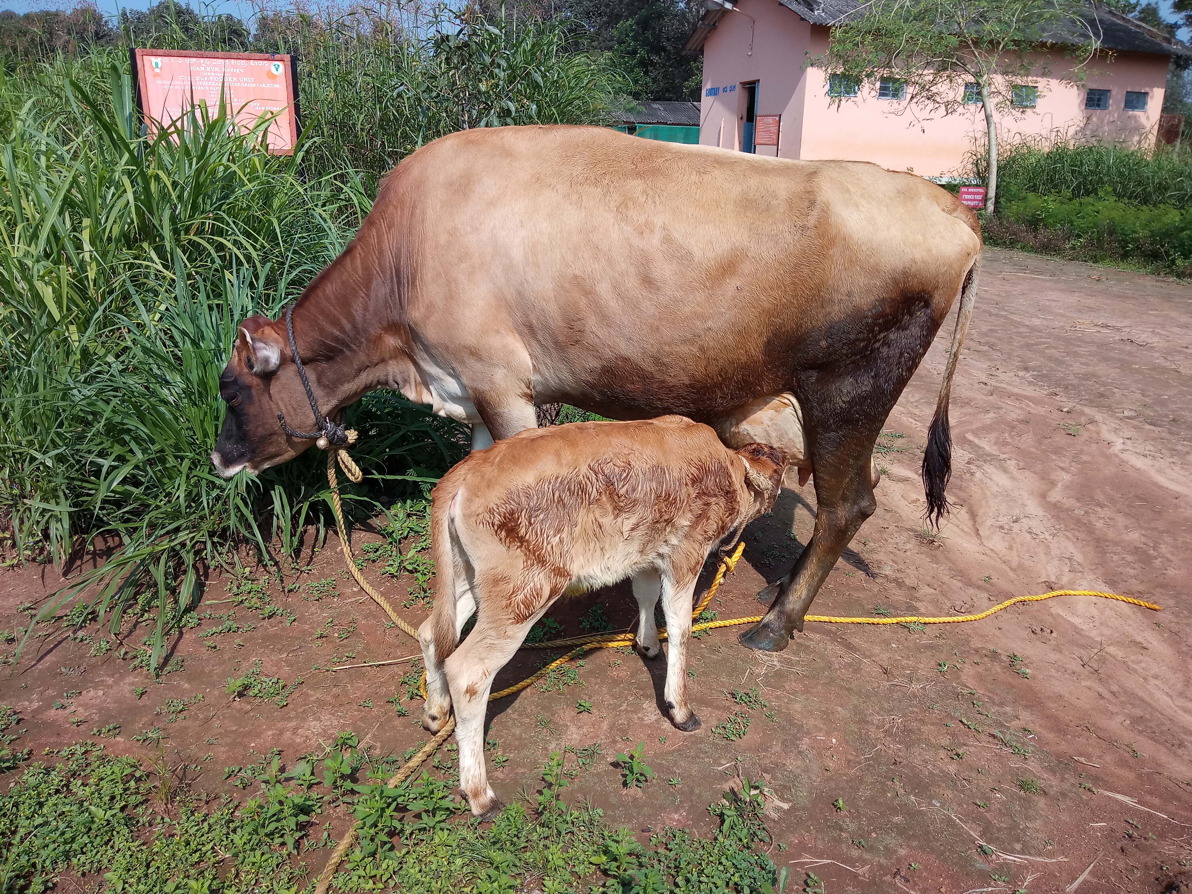 dairy