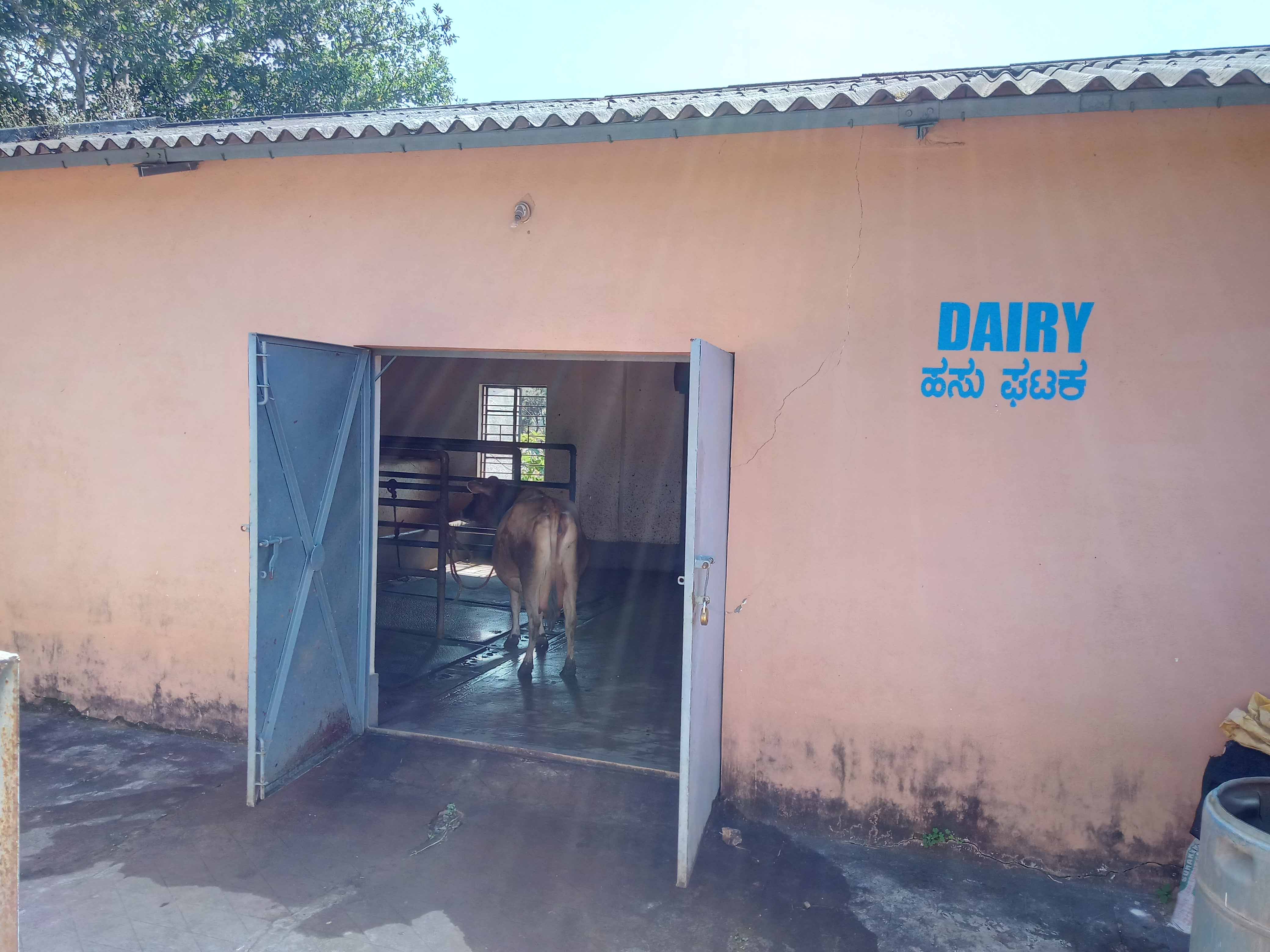 dairy