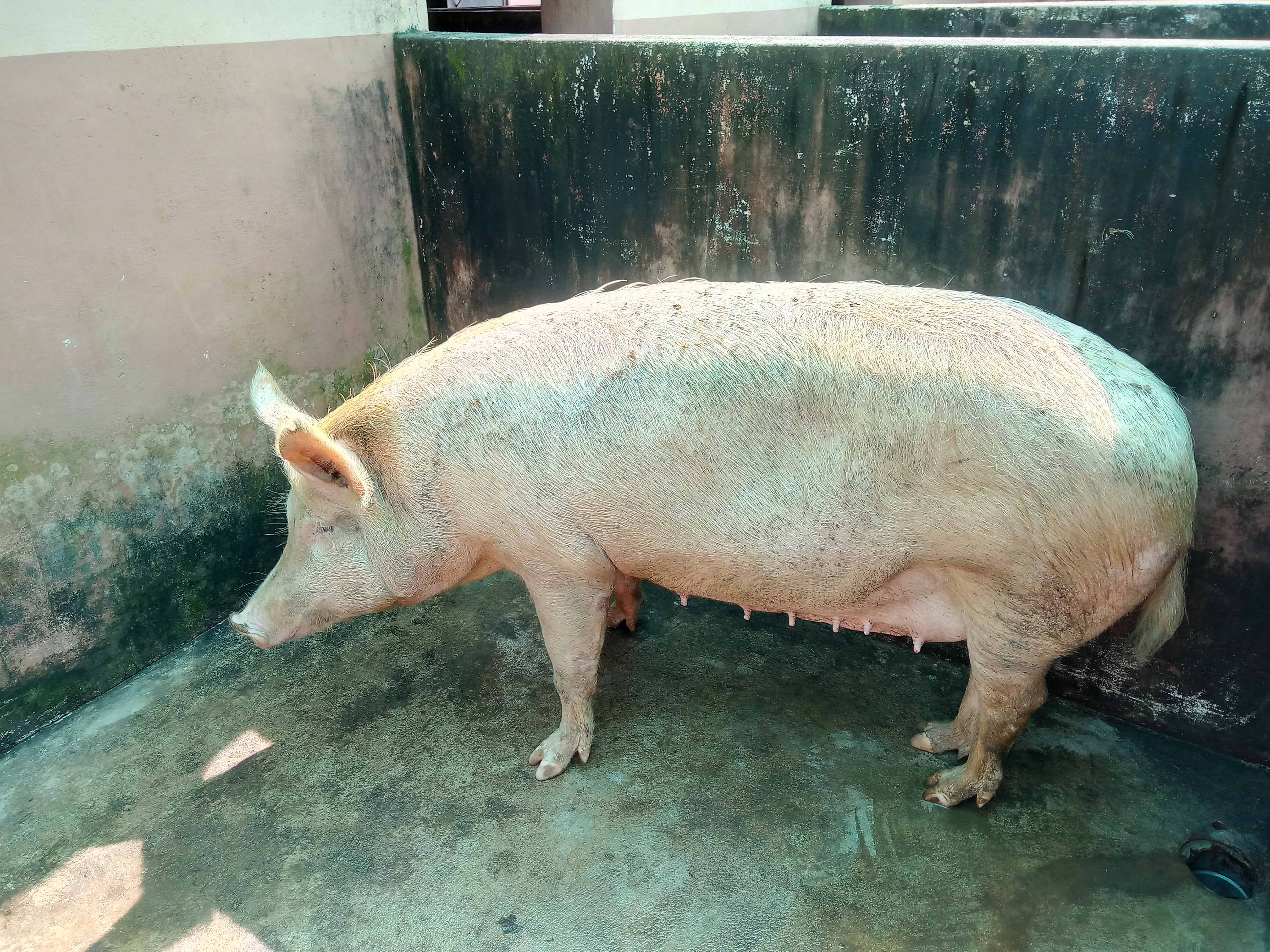piggery