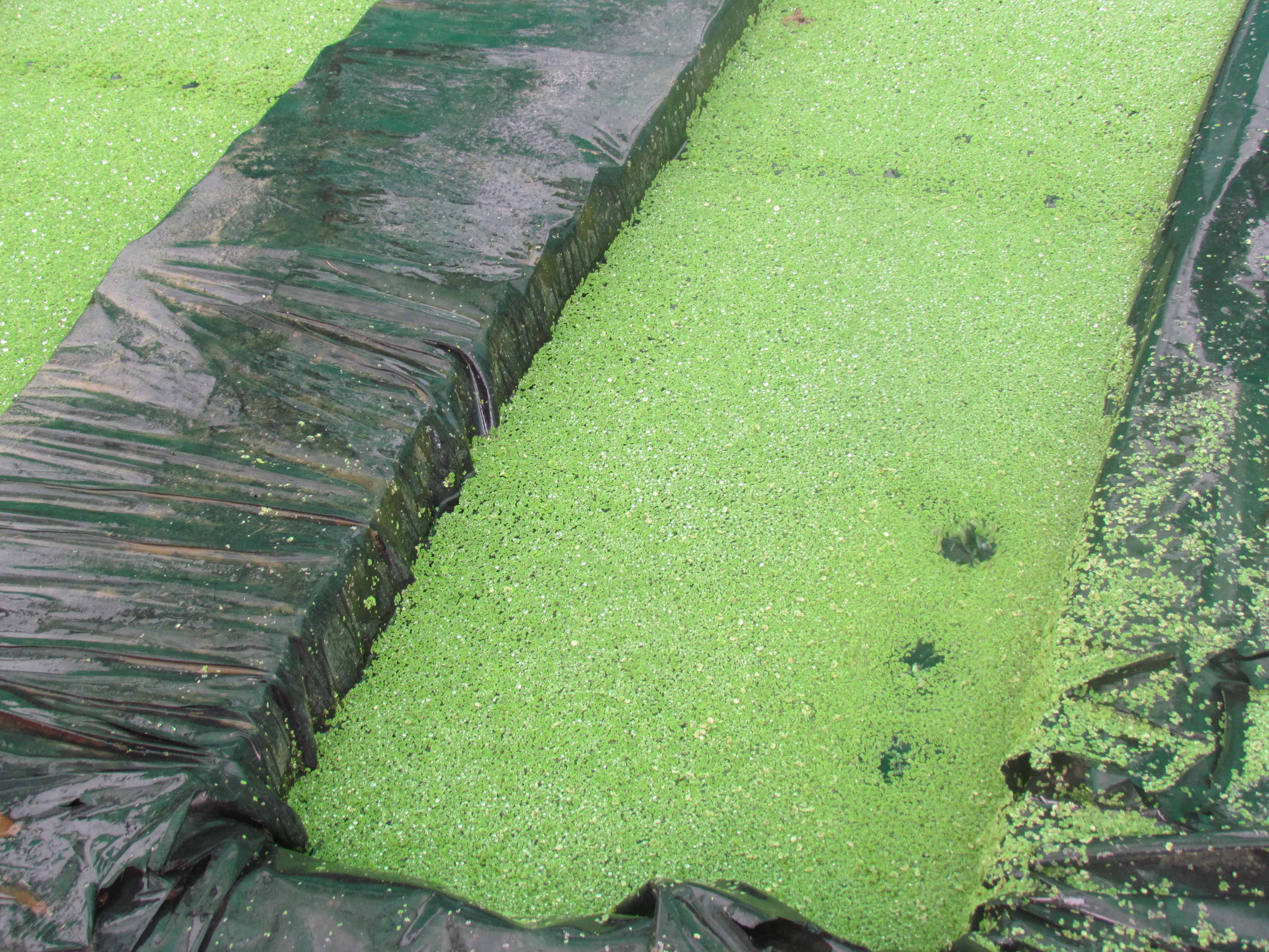 azolla
