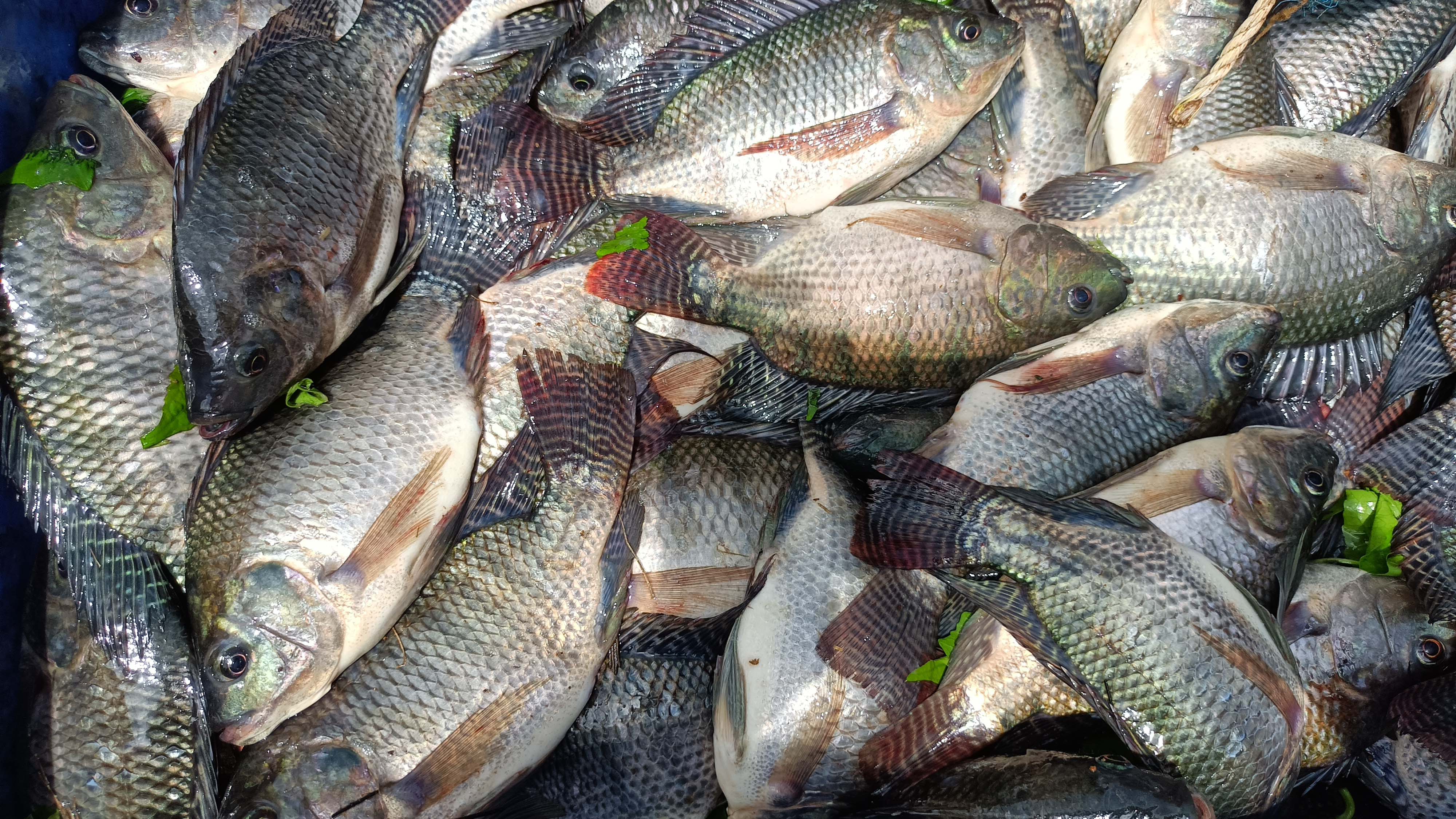 fishery